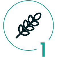 Obiloviny obsahující lepek